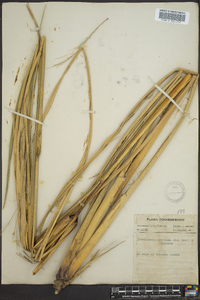 Zizania miliacea image