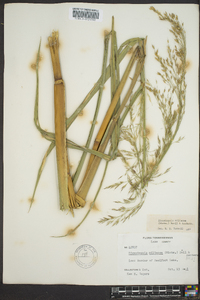 Zizania miliacea image