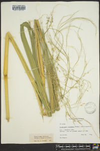 Zizania miliacea image
