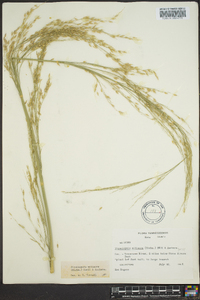 Zizania miliacea image