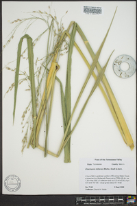 Zizania miliacea image