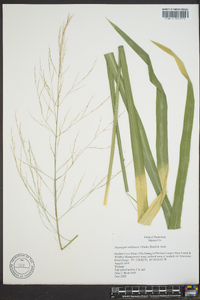 Zizania miliacea image