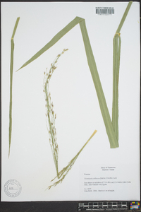 Zizania miliacea image
