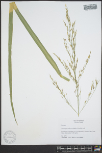 Zizania miliacea image
