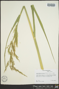 Zizania miliacea image