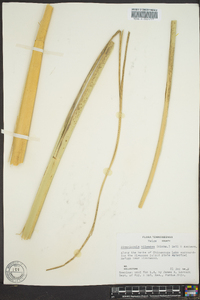 Zizania miliacea image