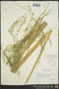 Zizania miliacea image