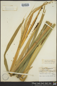 Zizania miliacea image