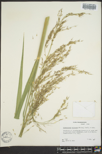 Zizania miliacea image