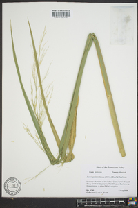 Zizania miliacea image