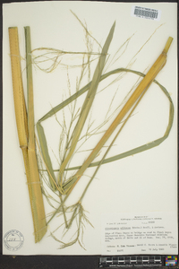 Zizania miliacea image