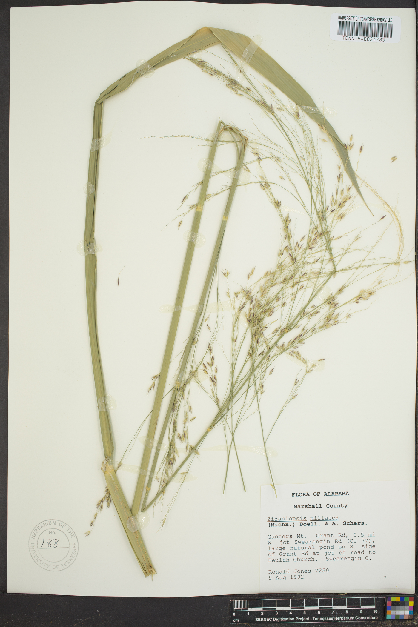 Zizania miliacea image