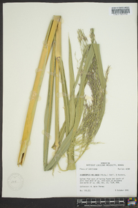Zizania miliacea image