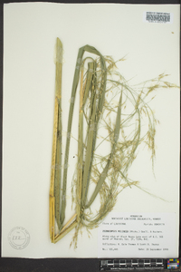 Zizania miliacea image