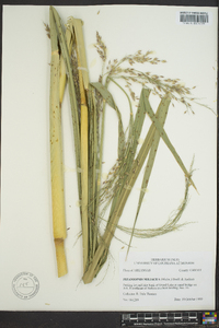 Zizania miliacea image