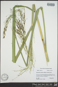 Zizania miliacea image