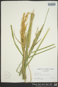 Oryza sativa image