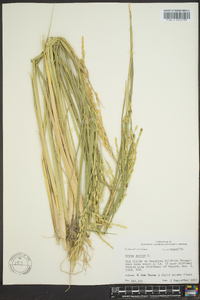 Oryza sativa image