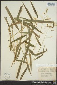 Leersia lenticularis image