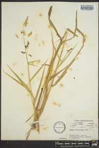 Leersia lenticularis image