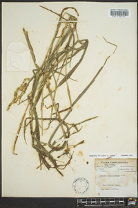 Leersia lenticularis image