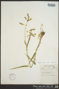 Leersia lenticularis image