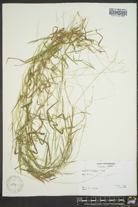 Leersia virginica image