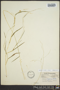 Leersia virginica image