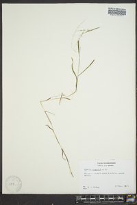 Leersia virginica image