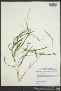 Leersia virginica image