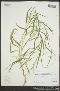 Leersia virginica image