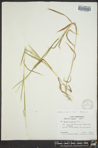 Leersia virginica image