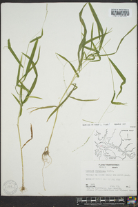 Leersia virginica image