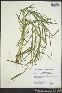 Leersia virginica image