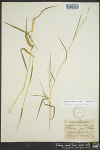 Leersia virginica image