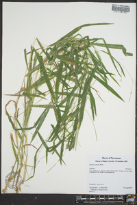 Leersia virginica image