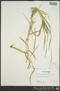 Leersia virginica image