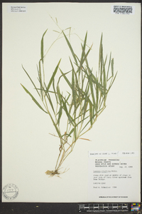 Leersia virginica image