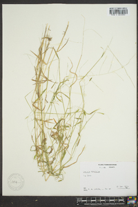 Leersia virginica image