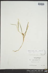 Leersia virginica image