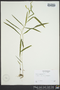 Leersia virginica image