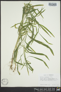 Leersia virginica image