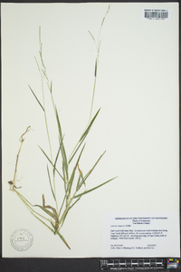 Leersia virginica image