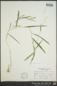 Leersia virginica image