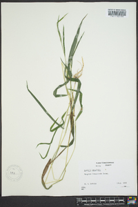 Leersia virginica image