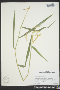 Leersia lenticularis image