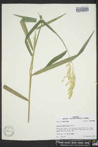 Leersia lenticularis image