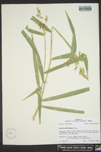 Leersia lenticularis image