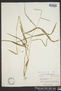 Leersia lenticularis image