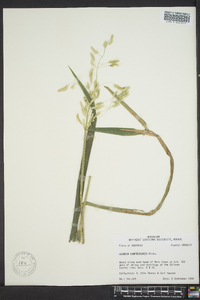 Leersia lenticularis image